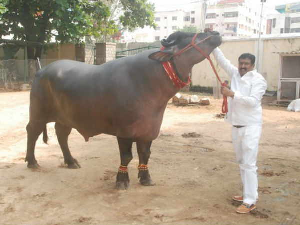 సెషన్ షా ప్రత్యేకతలు.. సెషన్ షా ప్రత్యేకతలు..