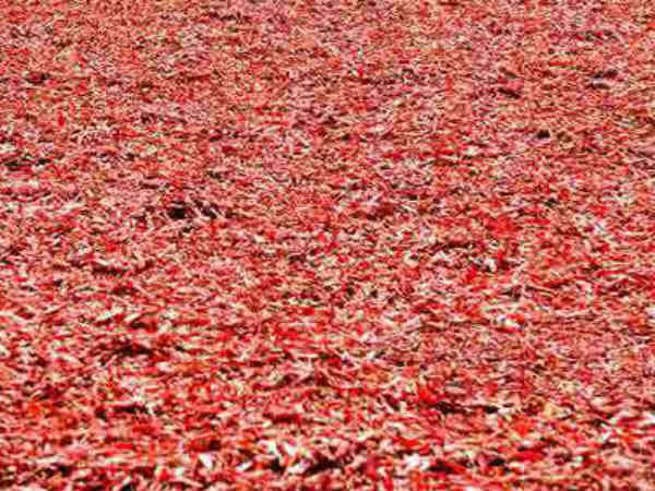 కేంద్రం ఆదేశాలు బేఖాతర్