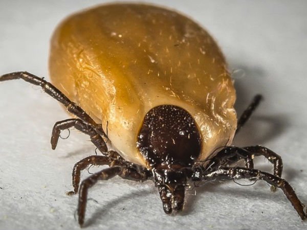  ఇలాంటి కేసులు ఎక్కువే: