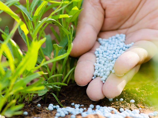  తడిసి మోపెడవుతున్న ఎరువుల ఖర్చు ప్లస్ వ్యవసాయ కూలీ