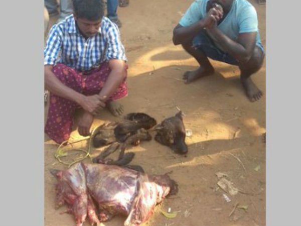  krishna: They sell dog meat to restaurants 
