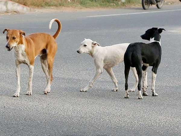 After Removing Beggars Ahead Of Ivanka Trump's Visit, Hyderabad Is Now Accused Of Poisoning Stray Dogs After Removing Beggars Ahead Of Ivanka Trump's Visit, Hyderabad Is Now Accused Of Poisoning Stray Dogs