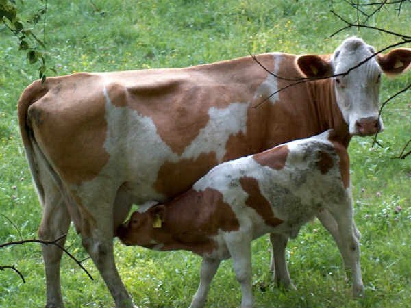 గుడి వద్దకు వెళ్ళి పాటు వినేది