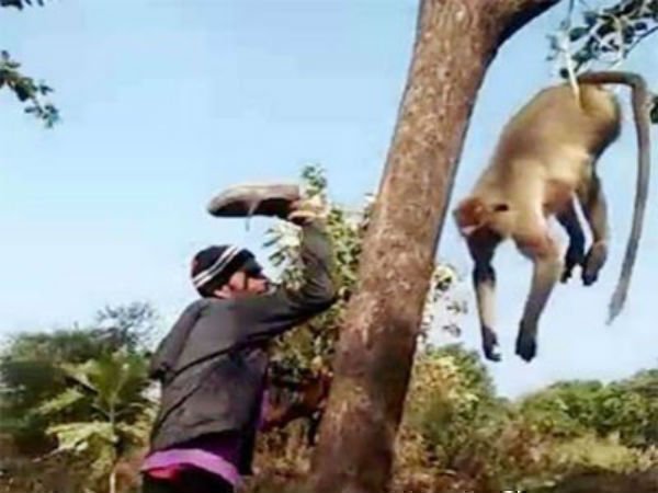 ఆనందంగా గంతులేసుకుంటున్న కోతిని.. ఆశ చూపి