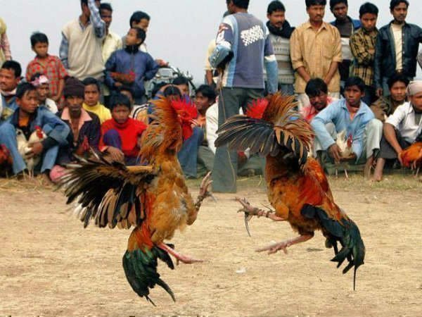 వేలల్లో కోడి పుంజుల ధరలు...