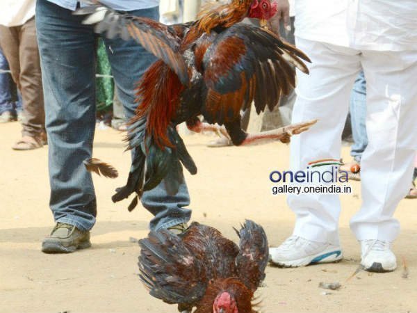 పచ్చకాకిదే పైచేయి...