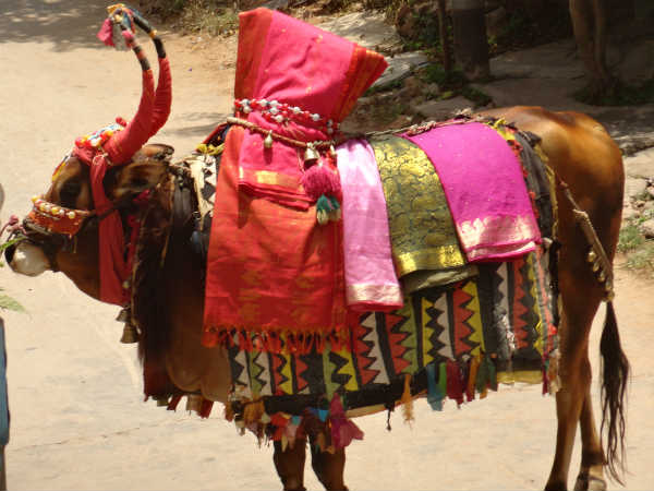 నిరసనగా వంద గంగిరెద్దులతో....