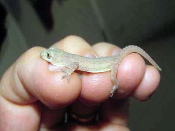  తొడలపై బల్లి పడితే...