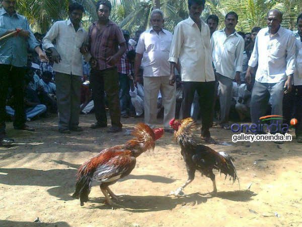 కోడిపందాలు...పందేలు కాయడం 