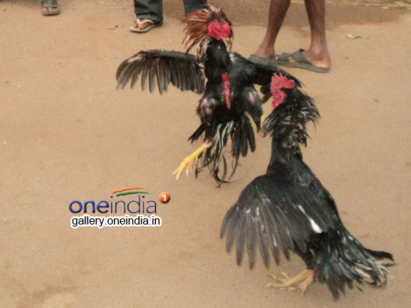పందెంలో ...పుంజుల మాంసానికి
