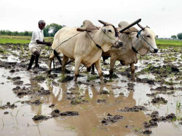  నాలుగు జిల్లాల్లో ప్యాక్స్ ద్వారా పంపిణీ కోరని రైతు