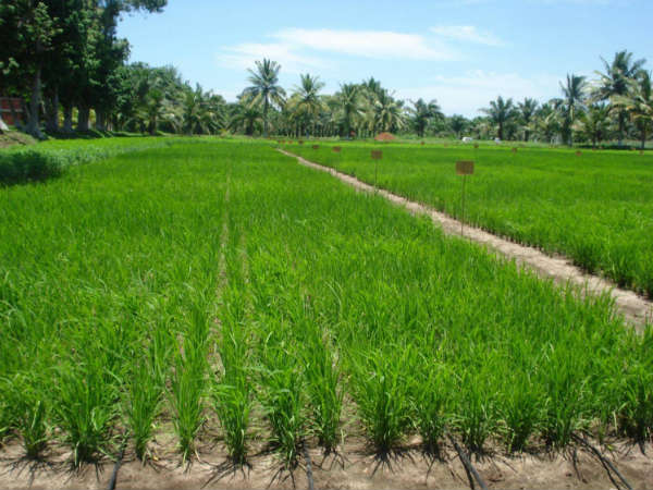  గ్రామాలకు వెళ్లి రైతులకు పంపిణీ 