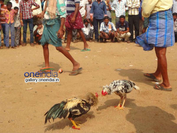  రాష్ట్రవ్యాప్తంగా వేలాది బరులు...ఉభయ గోదావరి జిల్లాల్లో 1000కి పైగా...