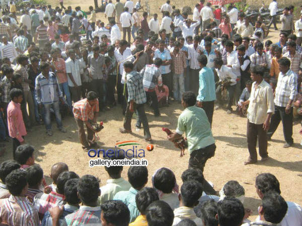 కోడి పందాలను వీక్షించేందుకు...సెలబ్రిటీల నుంచి మంత్రుల వరకు...