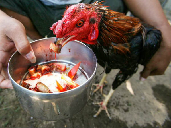 వీటి ఆహారం...పెంపకం తీరు..అబ్బో అనిపిస్తుంది...