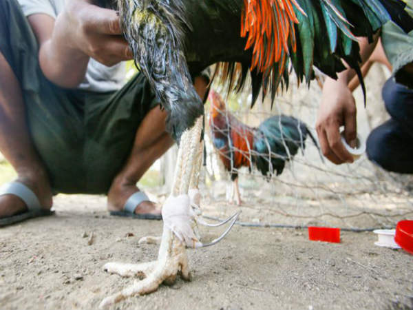  శిక్షణ,తర్ఫీదు మరియు మసాజ్ లు వగైరా...