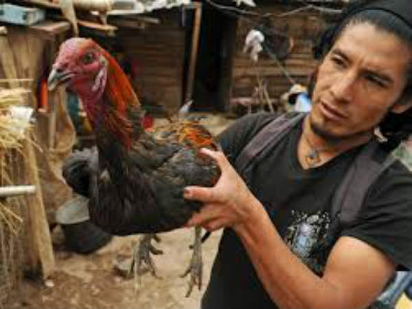  పందెం కోళ్లకు...పహిల్వాన్ లతో శిక్షణా...