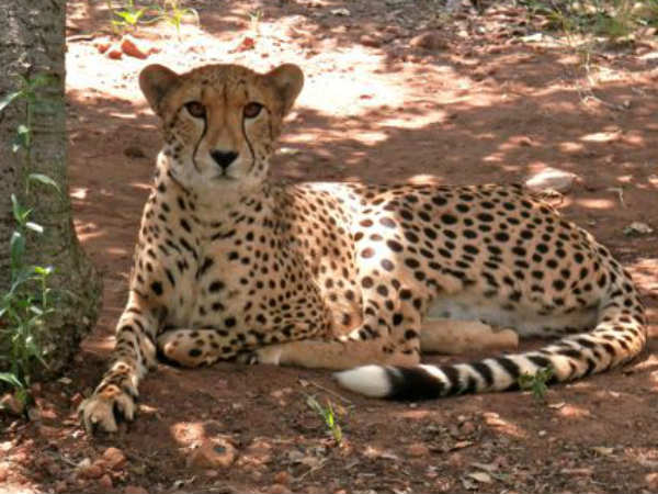 ముందుగా ఆనవాళ్లు కనబడిన చోట...చిరుతలకై అన్వేషణ