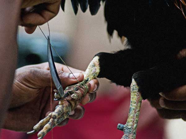 High Court Serious on AP Govt about cock fights...Does the photo cause for... High Court Serious on AP Govt about cock fights...Does the photo cause for...