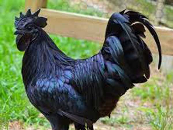 ఎక్కడనుంచి వచ్చింది..ఈ కడక్ నాథ్ కోడి... ఎక్కడనుంచి వచ్చింది..ఈ కడక్ నాథ్ కోడి...