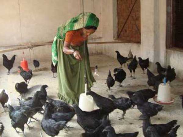 కడక్ నాధ్ కోడి...మరిన్ని వివరాలు... కడక్ నాధ్ కోడి...మరిన్ని వివరాలు...