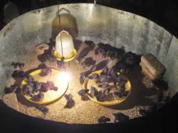 ఈ కోళ్ల పెంపకంతో...మంచి ఆదాయం... ఈ కోళ్ల పెంపకంతో...మంచి ఆదాయం...