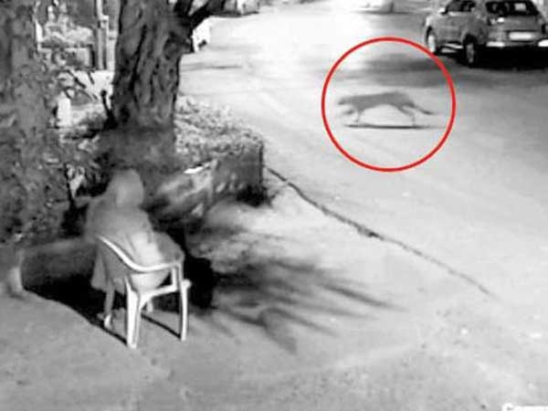 Leopard Visits Hema Malini's Colony, Overzealous Guard Runs After It Leopard Visits Hema Malini's Colony, Overzealous Guard Runs After It