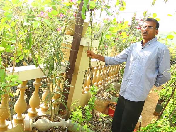 మిద్దె తోట...ఆకుపచ్చని లోకం... మిద్దె తోట...ఆకుపచ్చని లోకం...