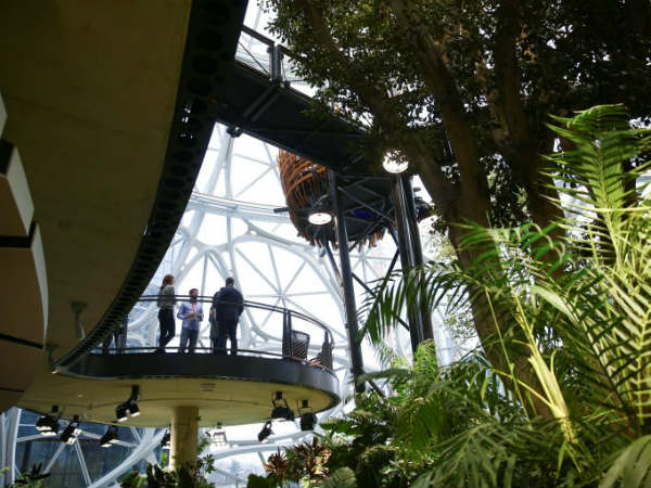 ఆఫీసులోనే రెయిన్ ఫారెస్ట్...