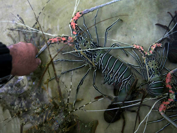 మనదేశంలో...ఎక్కడెక్కడంటే...