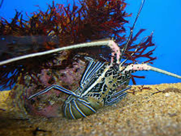  దొరకడం...చాలా కష్టం...