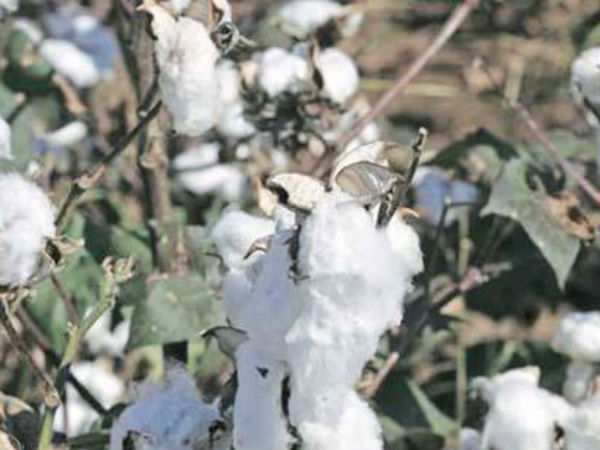 నిర్దారించిన కమిటీ..