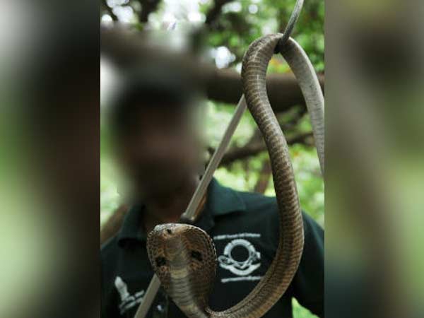 పాములు, కుక్కలు