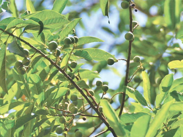 అసలు రుద్రాక్ష... ఎలా వస్తుందంటే...