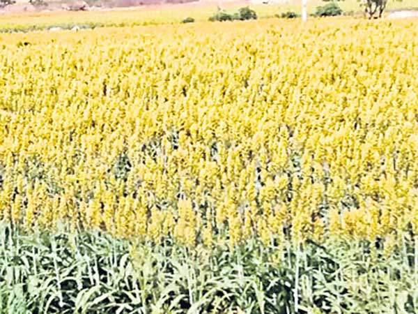 పాక్, బంగ్లా, సౌతాఫ్రికాల్లో ఎర్రజొన్నకు డిమాండ్లు ఇలా