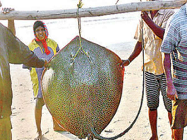 దాడికి గురైతే...చికిత్స తప్పనిసరి...