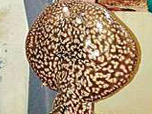 కరెంట్ వాడేది ఎందుకంటే...ప్రాణరక్షణకే...