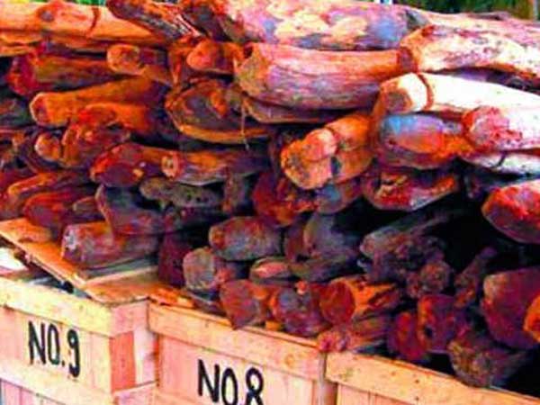  ఒకే కుటుంబానికి చెందిన నలుగురు: