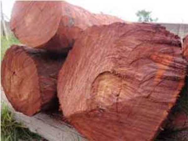  పశువుల్లా తరలించారు..: