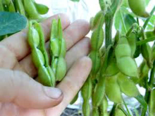 అమెరికా సోయాబీన్‌లో 61 శాతం చైనా కొనుగోలు