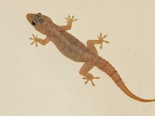 అన్నంలో బల్లి