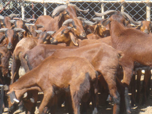 ఎపి సరికొత్త స్కీమ్...పొట్టేళ్ల పెంపకం ఎపి సరికొత్త స్కీమ్...పొట్టేళ్ల పెంపకం