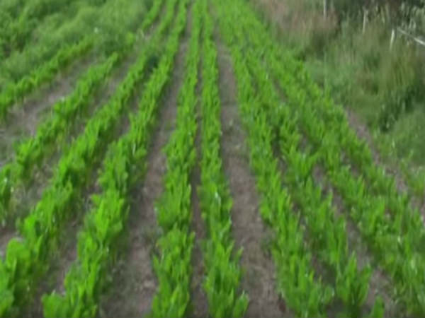 గడ్డి కొరత లేకుండా...వృధా కాకుండా గడ్డి కొరత లేకుండా...వృధా కాకుండా