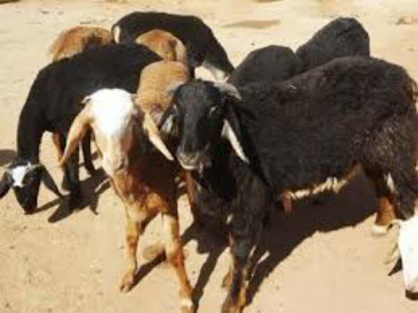 నష్టపోకుండా భీమా...సరళతరం... నష్టపోకుండా భీమా...సరళతరం...