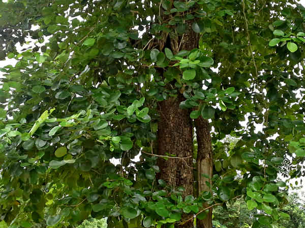 కొన్ని వివరాలు...మరింత కేర్ ఫుల్ గా