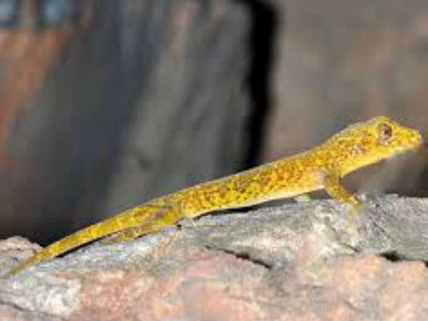 జీవన విధానం...వింత అరుపు