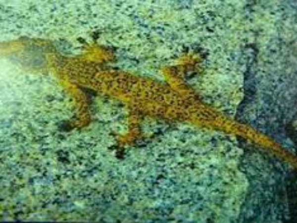 మళ్లీ దర్శనం...ఆనందం