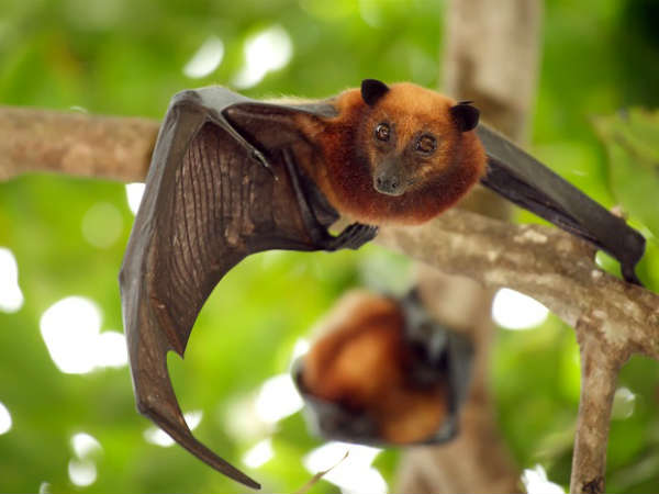 The Indian Homeopathic Medical Associations Kerala unit has claimed to have the medicines to treat Nipah virus. The Indian Homeopathic Medical Associations Kerala unit has claimed to have the medicines to treat Nipah virus.