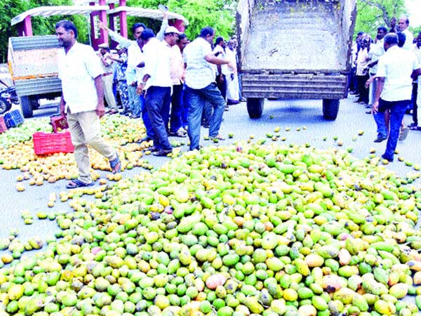  మామిడి సాగుకి...మొగ్గు చూపారు
