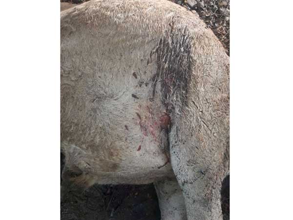  చిరుతేనా...లేక మరో జంతువా?